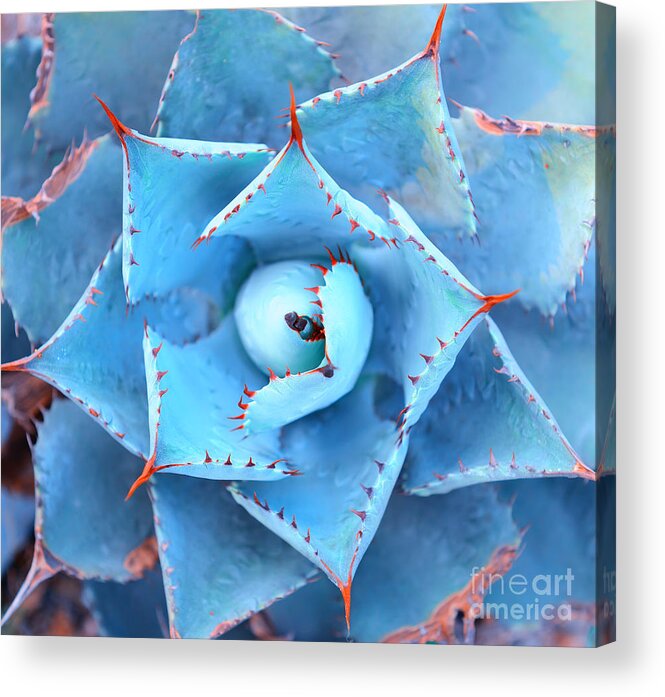 Small Acrylic Print featuring the photograph Sharp Pointed Agave Plant Leaves by Asharkyu