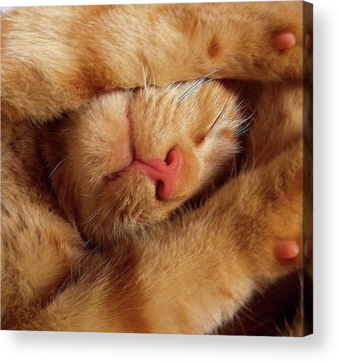 Pets Acrylic Print featuring the photograph Sleeping Ginger Cat by By Richard Pearson
