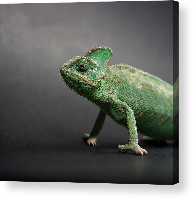 Animal Themes Acrylic Print featuring the photograph Studio Shot Of Chameleon by Sarune Zurba