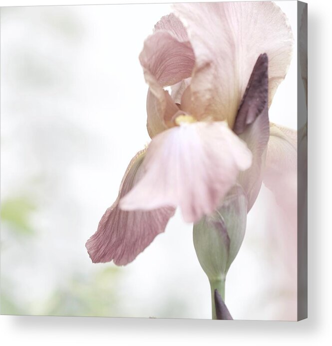 Flower Acrylic Print featuring the mixed media Tender Moments by Sherry Hallemeier