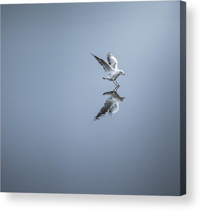 Wildlife Acrylic Print featuring the photograph Touchdown by David Ahern