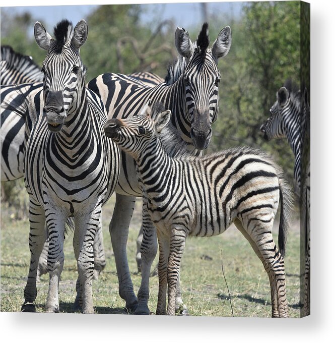 Zebra Acrylic Print featuring the photograph Zebra Family by Ben Foster