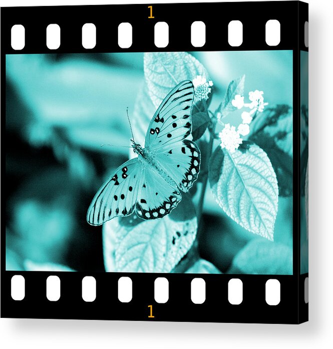 Gulf Acrylic Print featuring the photograph Gulf Fritillary Butterfly Cyan Filmstrip 1 by David Weeks