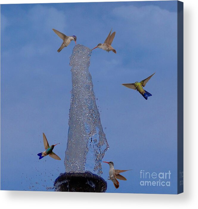 Colibri Acrylic Print featuring the photograph Hummingbird Fountain #2 by John Kolenberg
