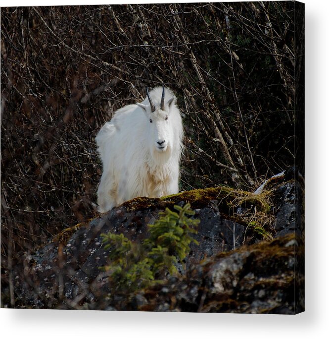 Goat Acrylic Print featuring the photograph Watching #1 by David Kirby