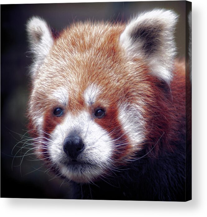 Red Acrylic Print featuring the photograph Red Panda #3 by Chris Boulton