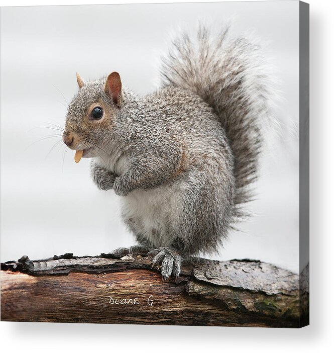 Eastern Grey Squirrel Acrylic Print featuring the photograph Eastern Grey Squirrel #5 by Diane Giurco