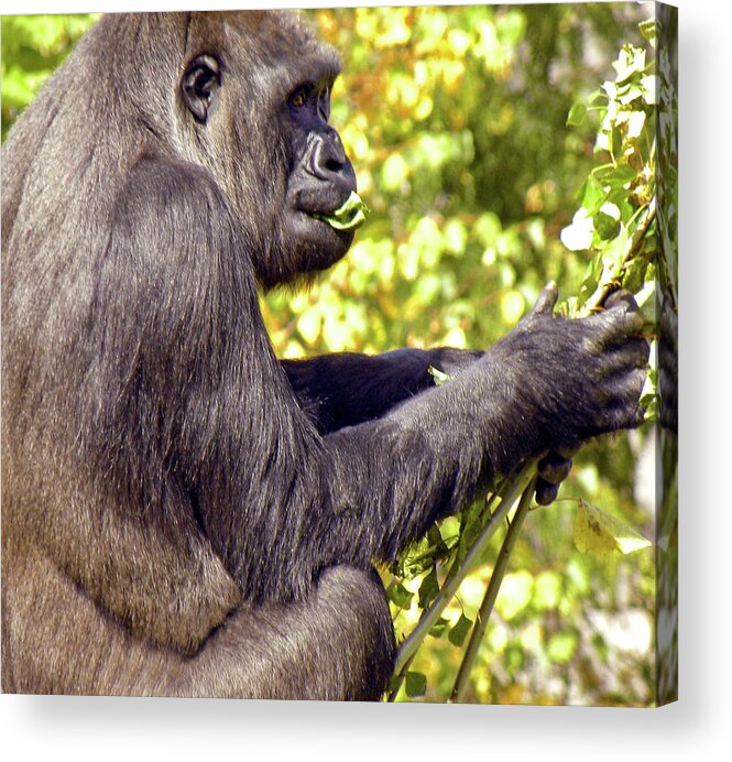 Primate Acrylic Print featuring the photograph Lunchtime by Kerry Obrist