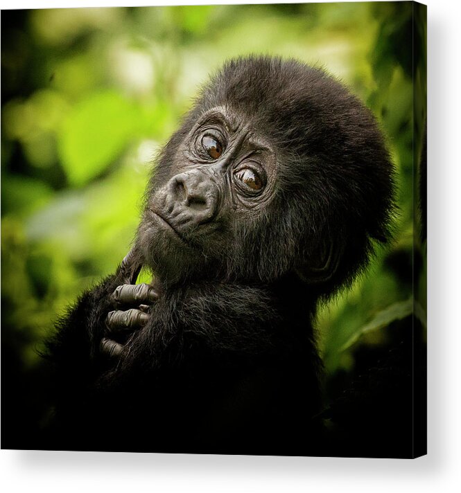 Africa Acrylic Print featuring the photograph Almost Human by Phil Marty