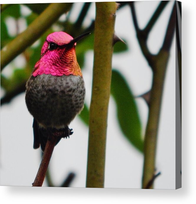 Bird Acrylic Print featuring the photograph Angelo's Hot Pink Mask by VLee Watson