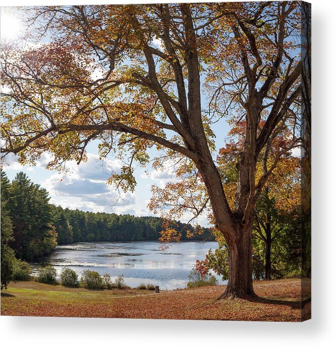 Arcadia Acrylic Print featuring the photograph Arcadia in the Fall by Kirkodd Photography Of New England