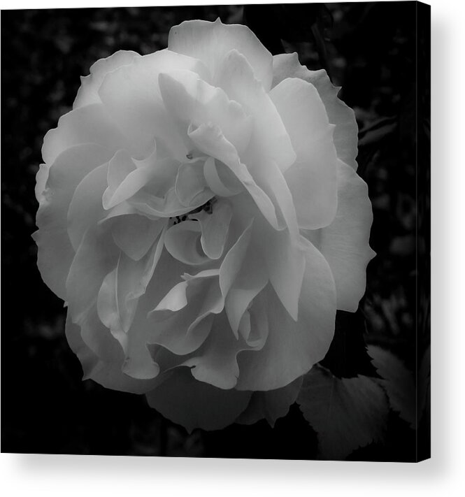 Flower Acrylic Print featuring the photograph Black and White by Anamar Pictures