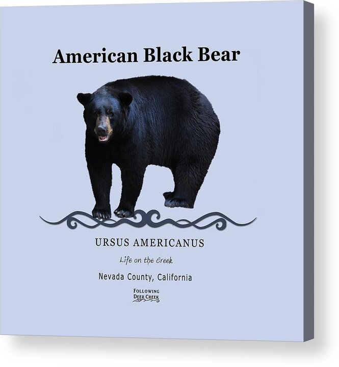 American Black Bear Acrylic Print featuring the digital art Black Bear by Lisa Redfern