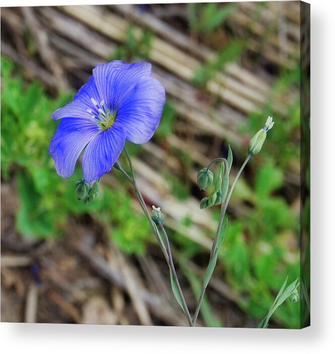 Flower Acrylic Print featuring the photograph Blue Glory by Judy Cuddehe