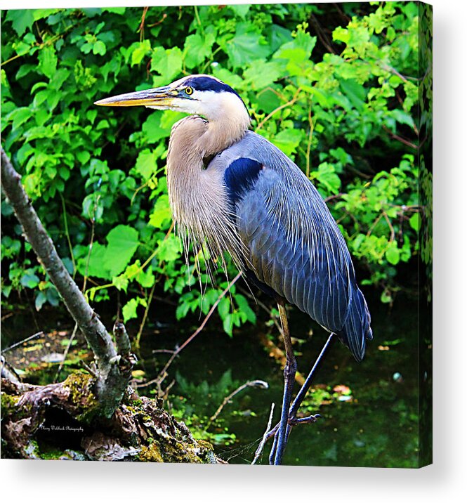 Blue Heron Acrylic Print featuring the photograph Blue Heron Portrait by Mary Walchuck