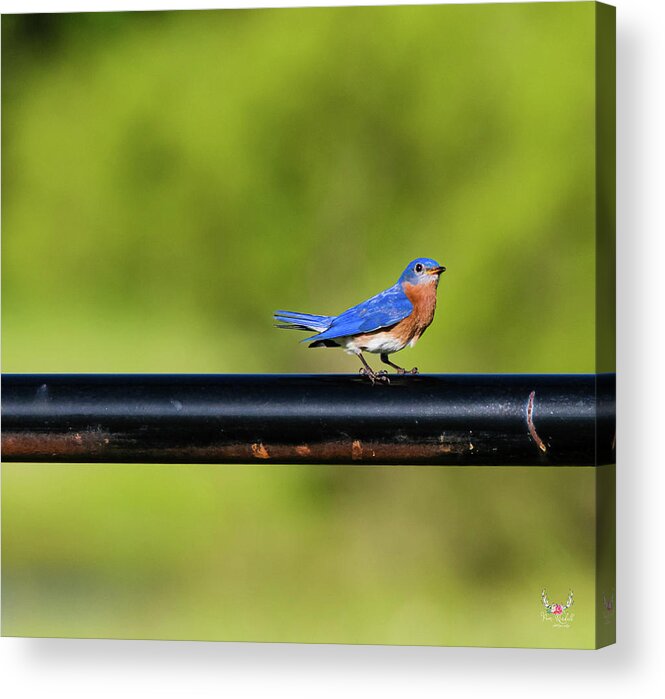 Easternbluebird Acrylic Print featuring the photograph Bluebird of Happiness by Pam Rendall