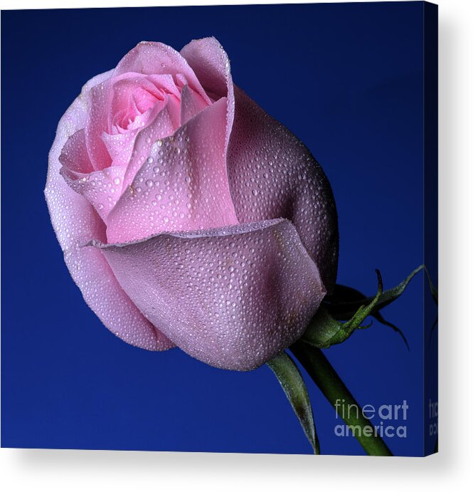Rose Acrylic Print featuring the photograph Bubbly by Doug Norkum