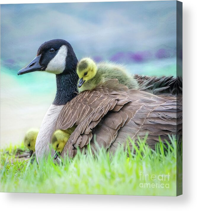 Mom Canada Goose Kkeeping The Chicks Warm. Acrylic Print featuring the photograph Canada Goose with Chicks by Sandra Rust