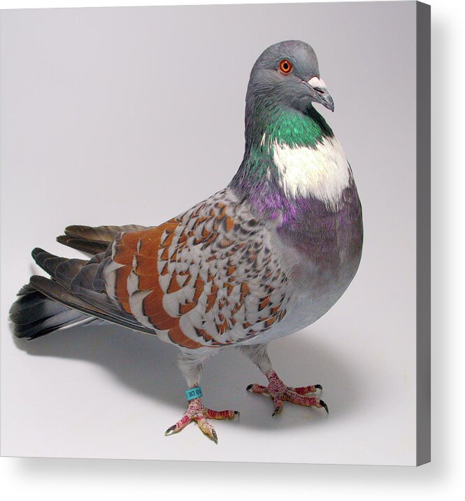 Pigeon Acrylic Print featuring the photograph Cauchois Pigeon by Nathan Abbott