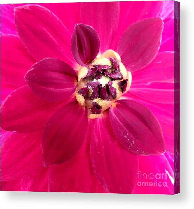 Bud Acrylic Print featuring the photograph Centre Stage Pink by Tracey Lee Cassin