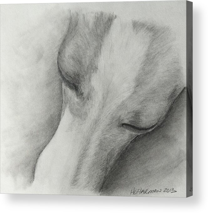 Italian Greyhound Acrylic Print featuring the drawing Comfy by Heather E Harman