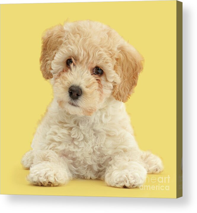 Cute Acrylic Print featuring the photograph Cute Poochon puppy by Warren Photographic