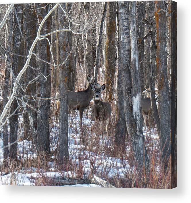 Deer Acrylic Print featuring the photograph Deer In Winter Woods by Karen Rispin