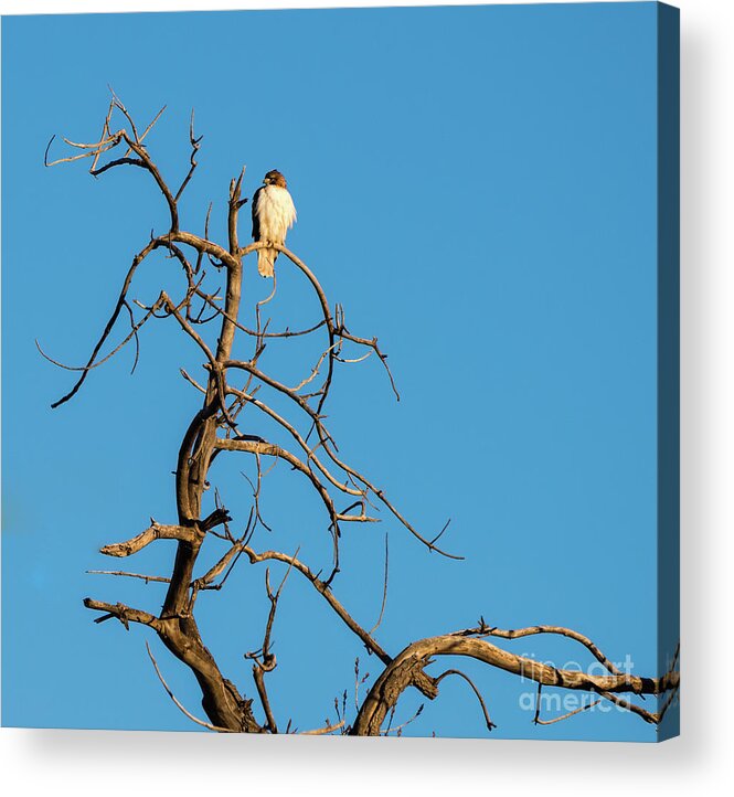 Jon Burch Acrylic Print featuring the photograph Ferrunginous Hawk in Tree by Jon Burch Photography