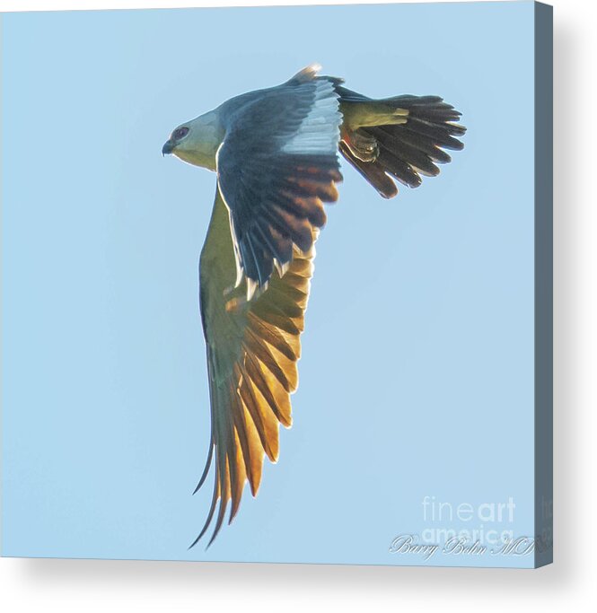 Nature Acrylic Print featuring the photograph Flying Kite by Barry Bohn