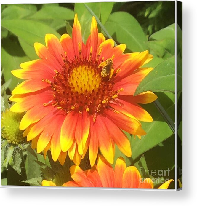 Gaillardia Flower Acrylic Print featuring the photograph Gaillardia Flower with Bee by Carmen Lam