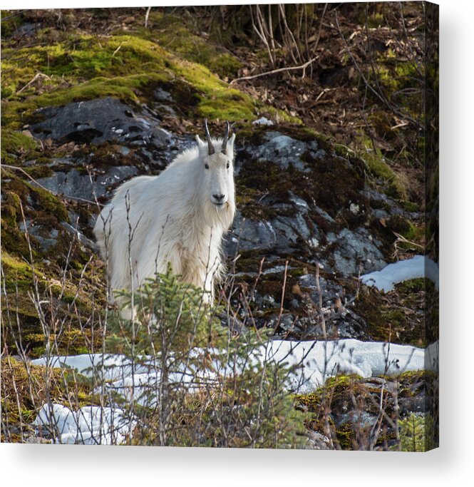 Goat Acrylic Print featuring the photograph Goat by David Kirby