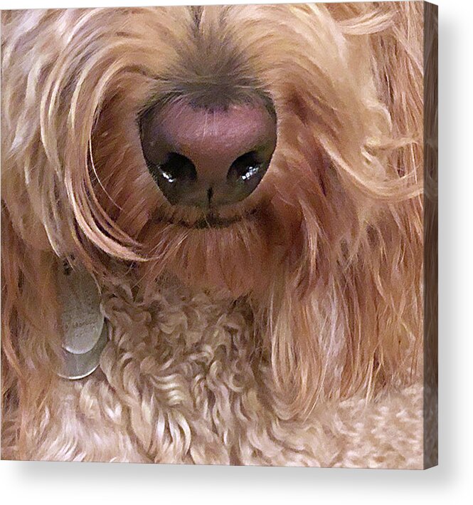 Golden-doodle Acrylic Print featuring the painting Golden-doodle, Melissa by Nadi Spencer