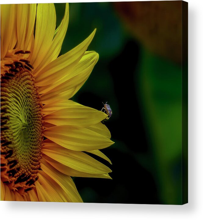 Sunflower Acrylic Print featuring the photograph Golden Slumber by Regina Muscarella