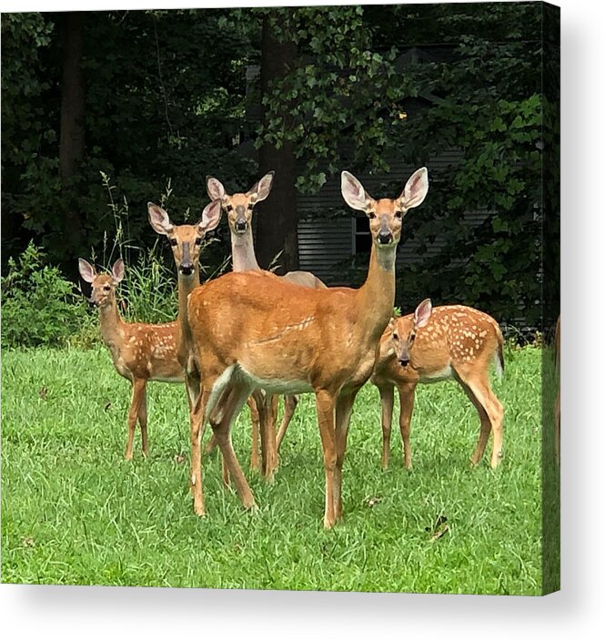 Deer Acrylic Print featuring the photograph Hope's Family by Claude Taylor
