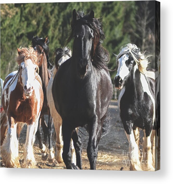 Fellinlove Farm Acrylic Print featuring the photograph Horses of Fellinlove Farm by Lori Ann Thwing
