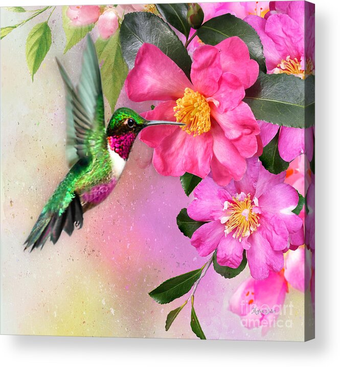 Hummingbird On Flower Acrylic Print featuring the mixed media Hummingbird on Pink Hibiscus by Morag Bates