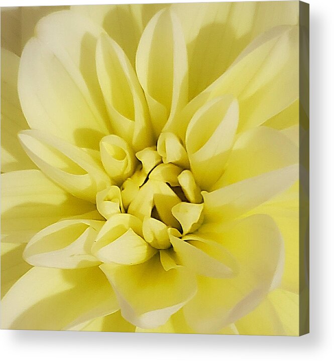 Yellow Dahlia Acrylic Print featuring the photograph My My My Dahlia by Christina McGoran