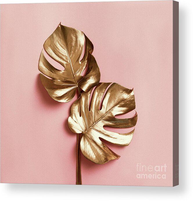 Monstera Acrylic Print featuring the photograph Natural luxury still life. Golden monstera leaves on pastel pink by Jelena Jovanovic
