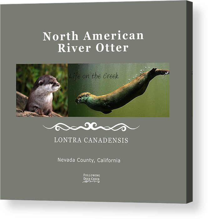 Otter Acrylic Print featuring the digital art North American River Otter by Lisa Redfern
