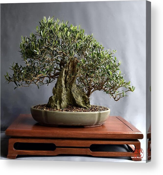 Olive Acrylic Print featuring the photograph Olive Bonsai by Gerald Carpenter