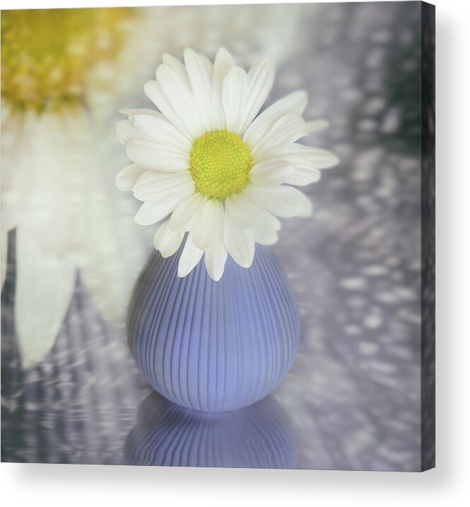 Daisy May Acrylic Print featuring the photograph One Daisy May by Sylvia Goldkranz