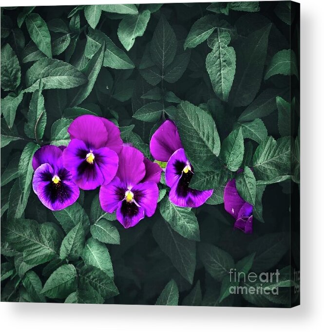 Art Acrylic Print featuring the photograph Pansies In Leaves by Jeannie Rhode
