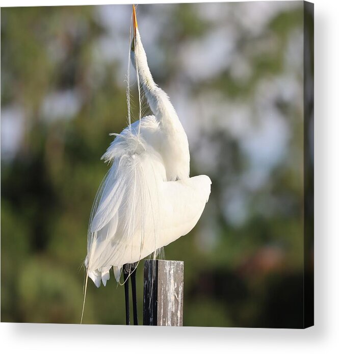 Great Egret Acrylic Print featuring the photograph Pluming Feathers One at a Time by Mingming Jiang