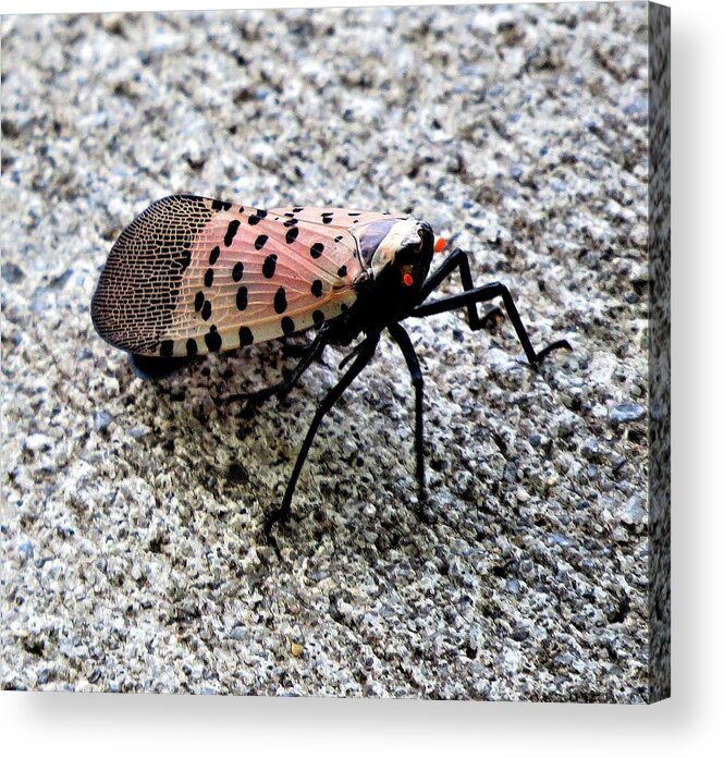 Insects Acrylic Print featuring the photograph Red Spotted Lanternfly Closeup by Linda Stern