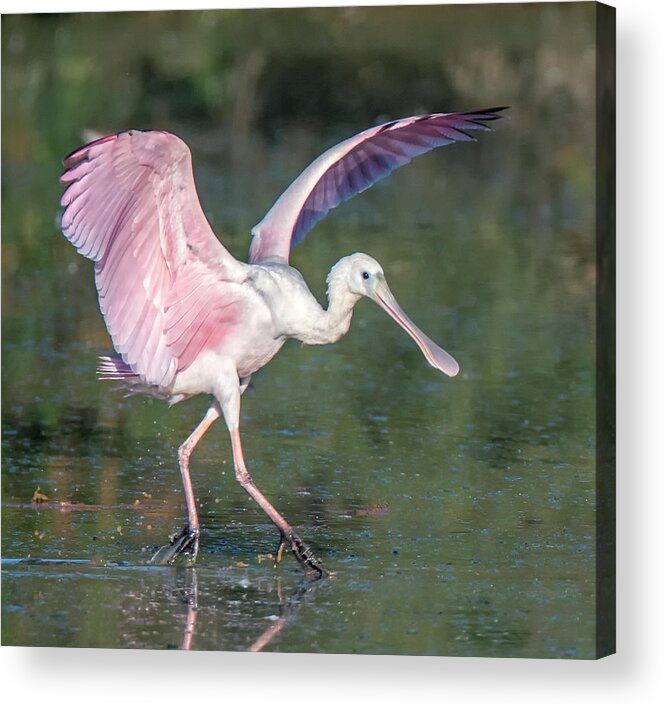 Roseate Spoonbill Acrylic Print featuring the photograph Roseate Spoonbill and American White Pelican 3415-111920-3 by Tam Ryan