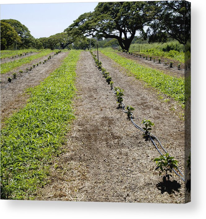 Tranquility Acrylic Print featuring the photograph Rows of young coffee trees by Timothy Hearsum