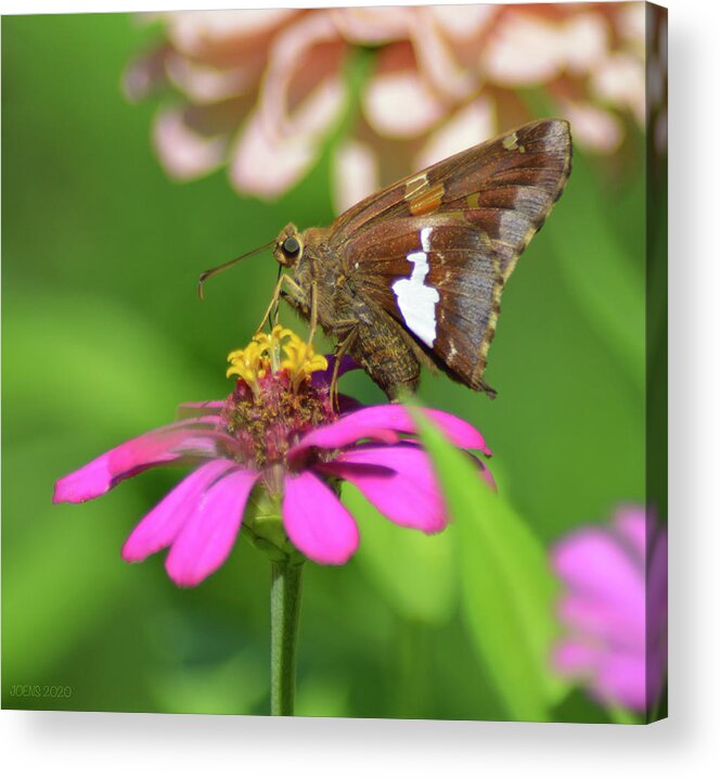 Epargyreus Clarus Acrylic Print featuring the photograph Silver-Spotted Skipper by Greg Joens