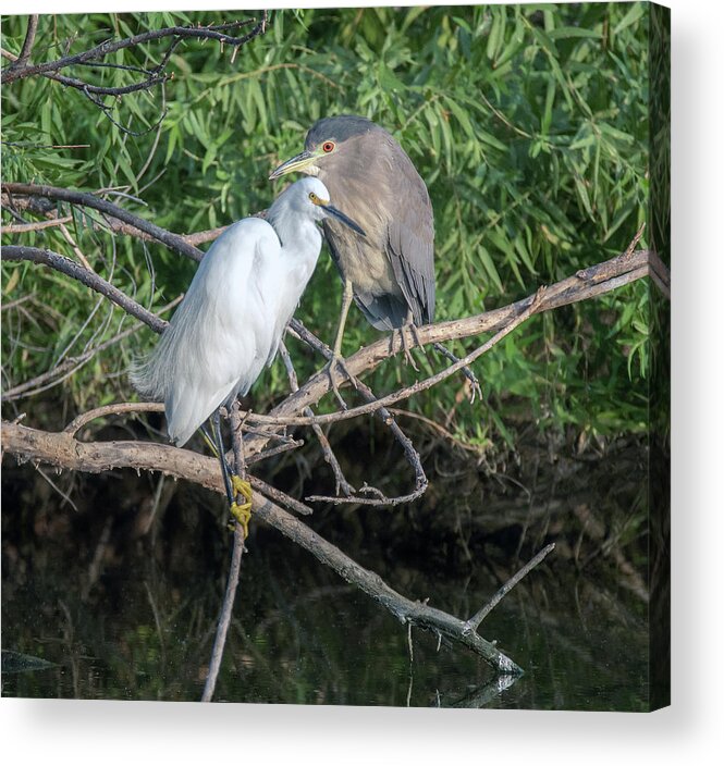 Snowy Egret Acrylic Print featuring the photograph Snowy Egret and Black-crowned Night Heron 9600-092020-2 by Tam Ryan