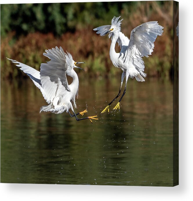 Snowy Egrets Acrylic Print featuring the photograph Snowy Egrets 7013-052721-2 by Tam Ryan