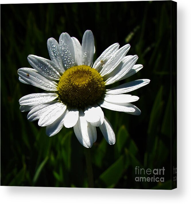 Spectacular Acrylic Print featuring the photograph Spectacular White Daisy for Home Decor Wall Art by Delynn Addams